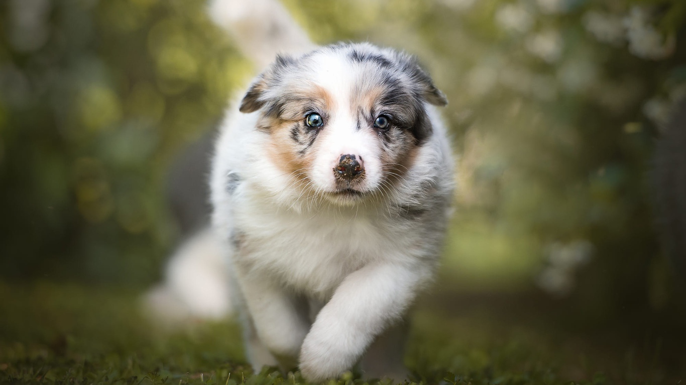 Щенок австралийской овчарки бежит по траве