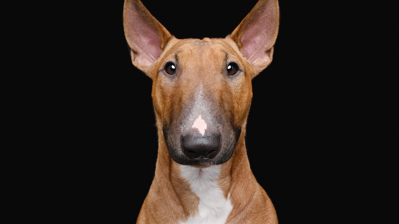 Большой бультерьер на черном фоне крупным планом