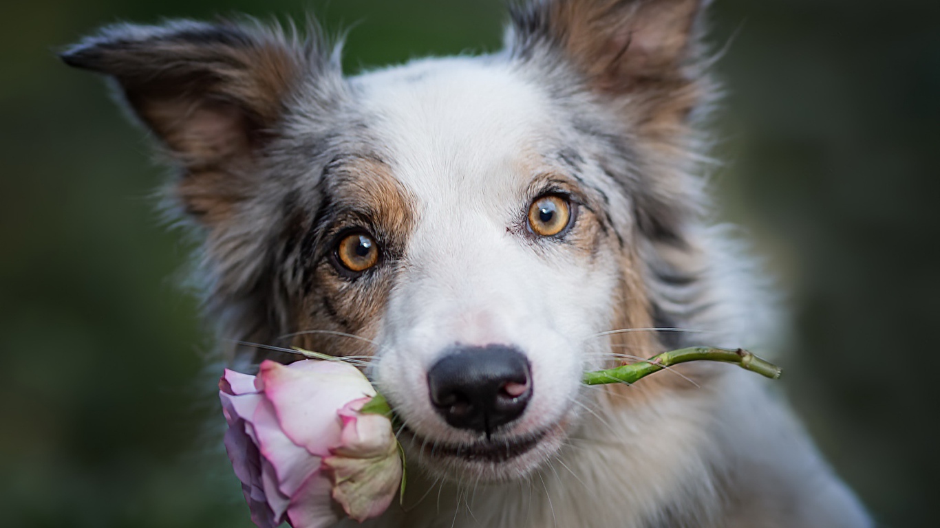Собака породы бордер колли с розой в зубах 