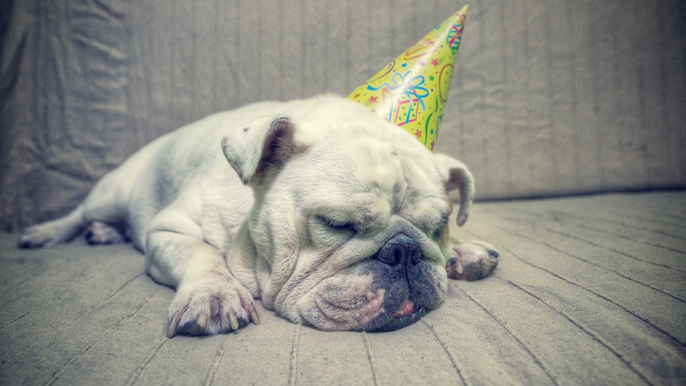 Бульдог спит в праздничном колпаке