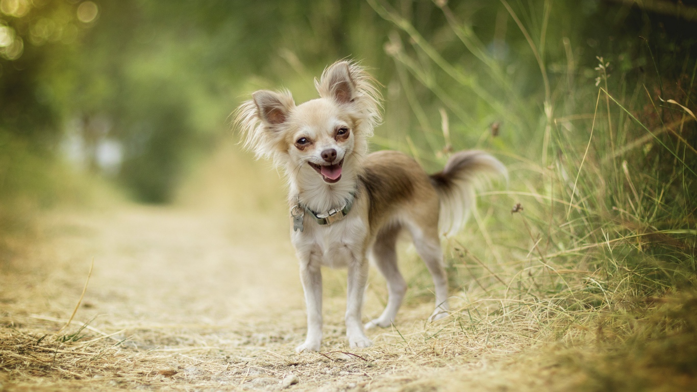 Веселая собака породы чихуахуа на дороге