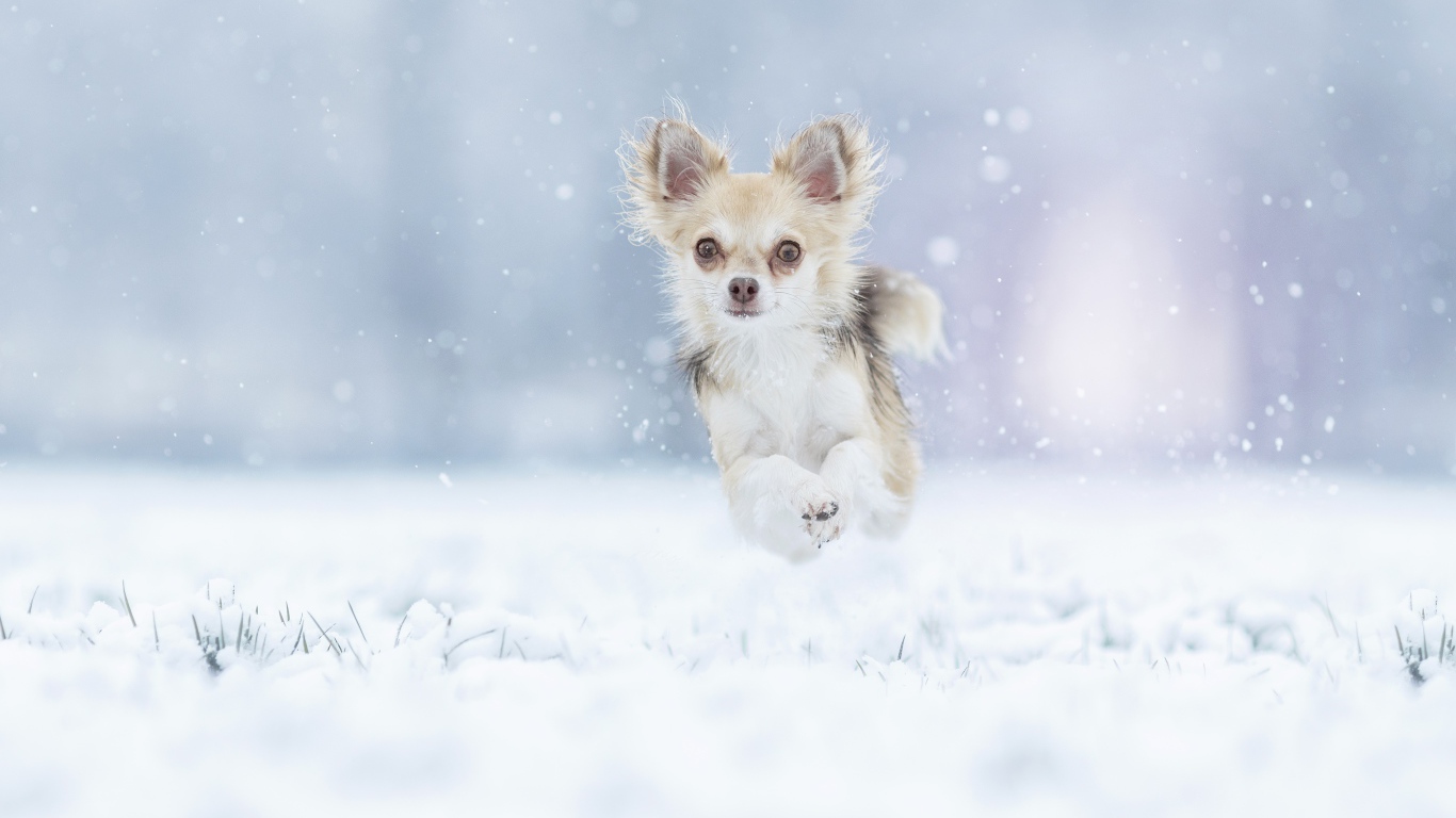 Собака породы чихуахуа бежит по заснеженной земле 