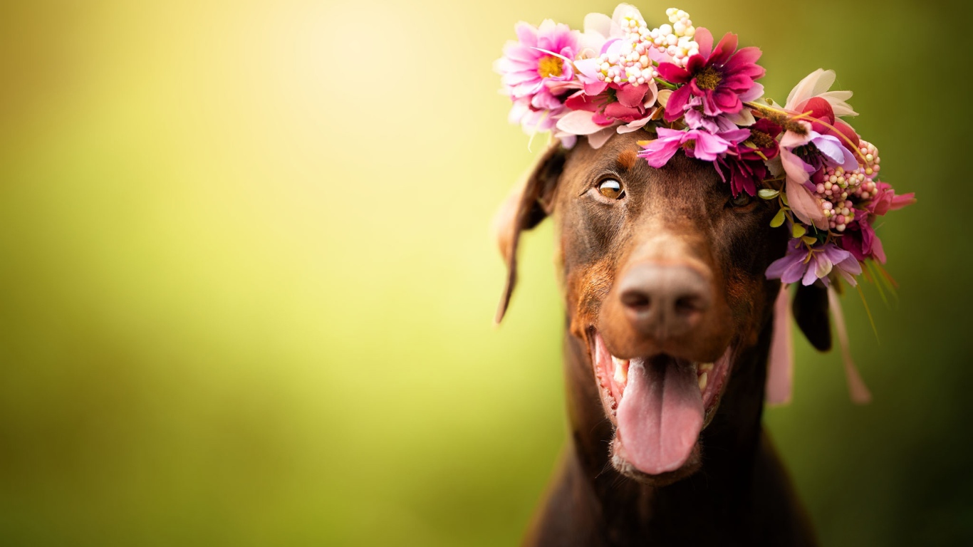 Собака с открытой пастью с венком на голове 