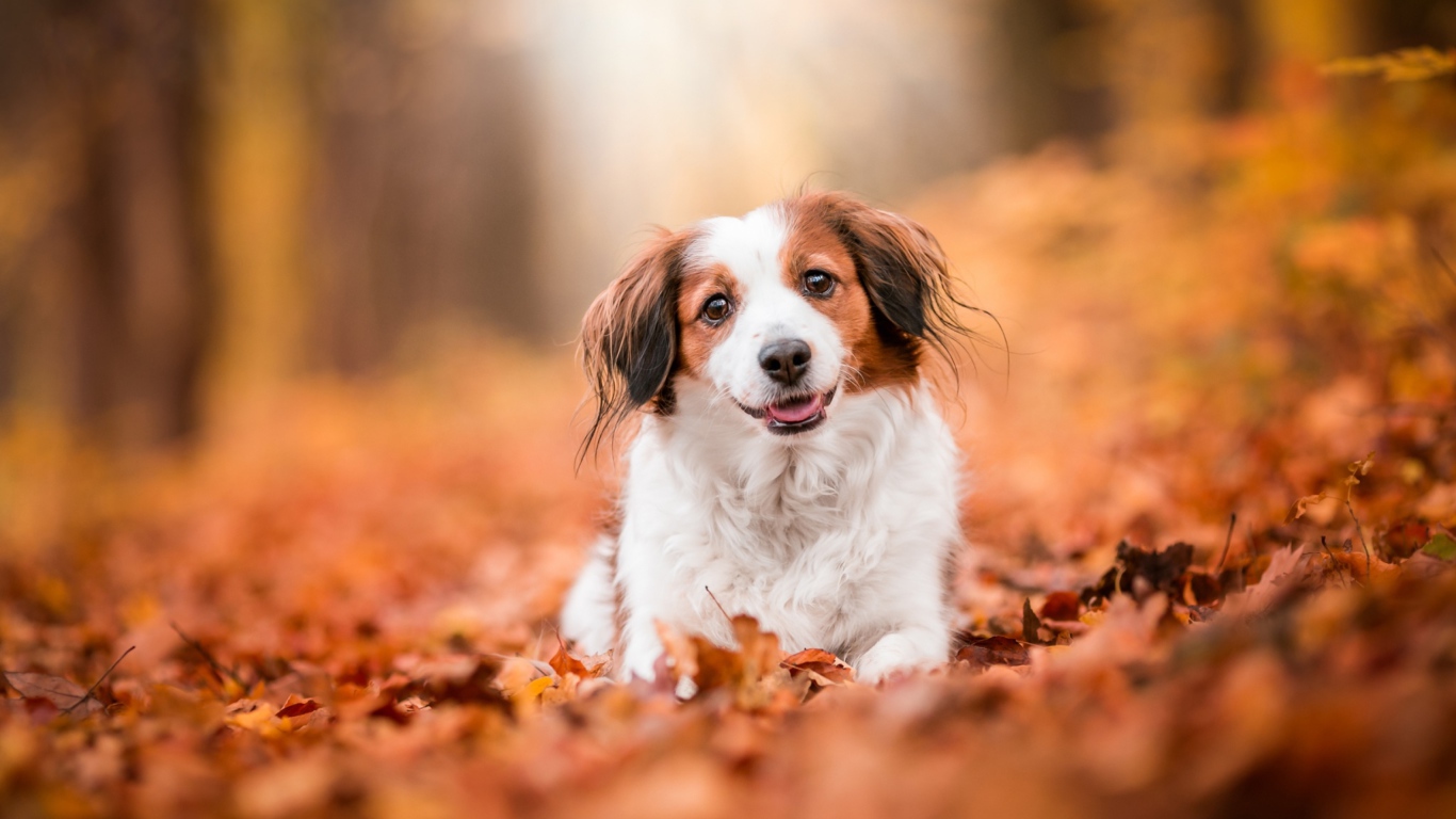 Собака с высунутым языком сидит на сухих листьях 