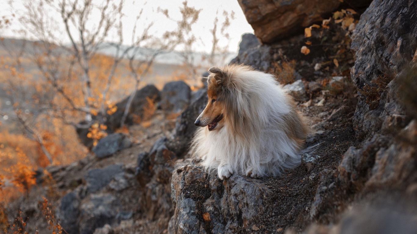 Пушистая собака лежит на камнях 