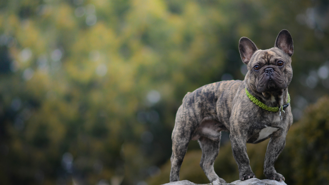 Французский бульдог стоит на камне