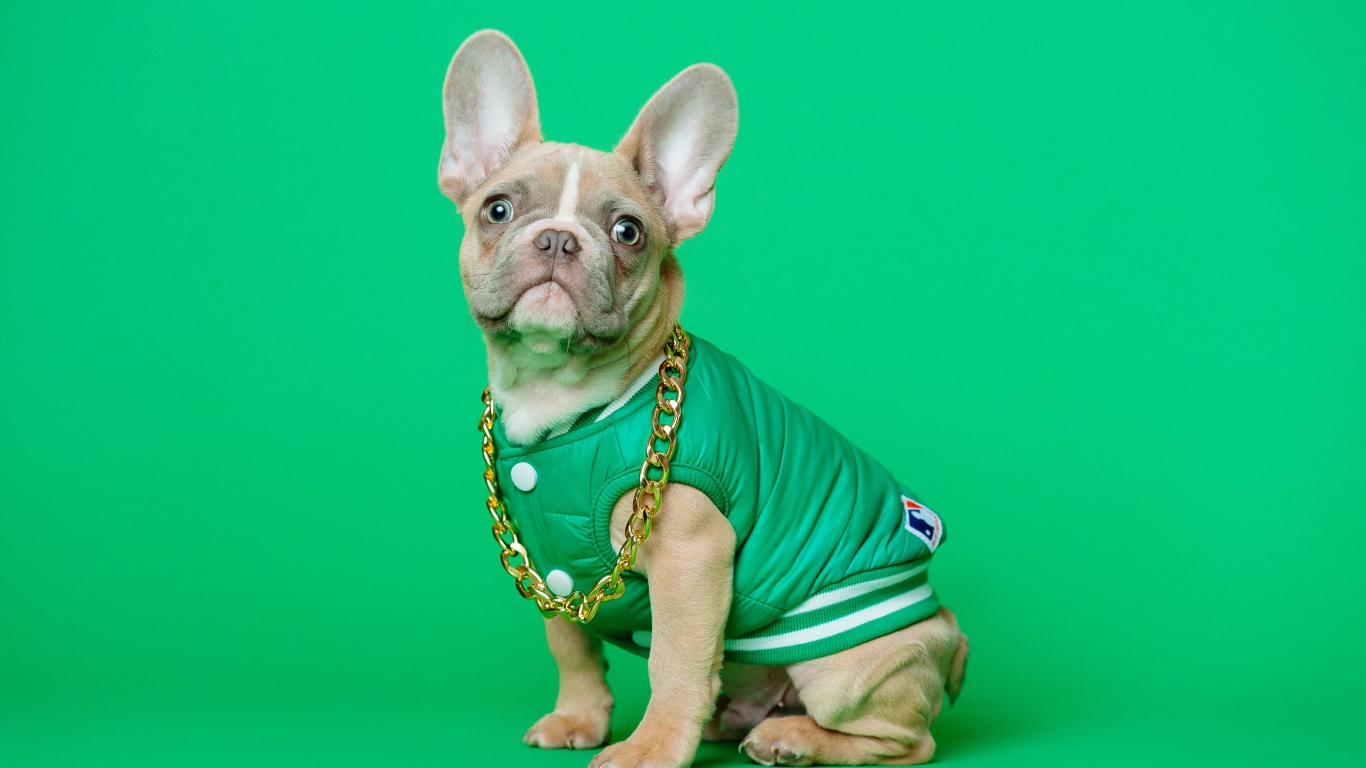Французский бульдог в костюме с золотой цепью на зеленом фоне