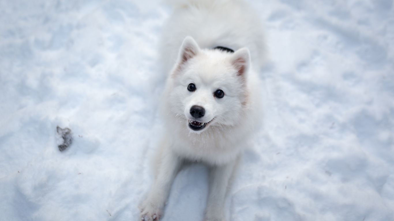Забавная белая собака играет на снегу 