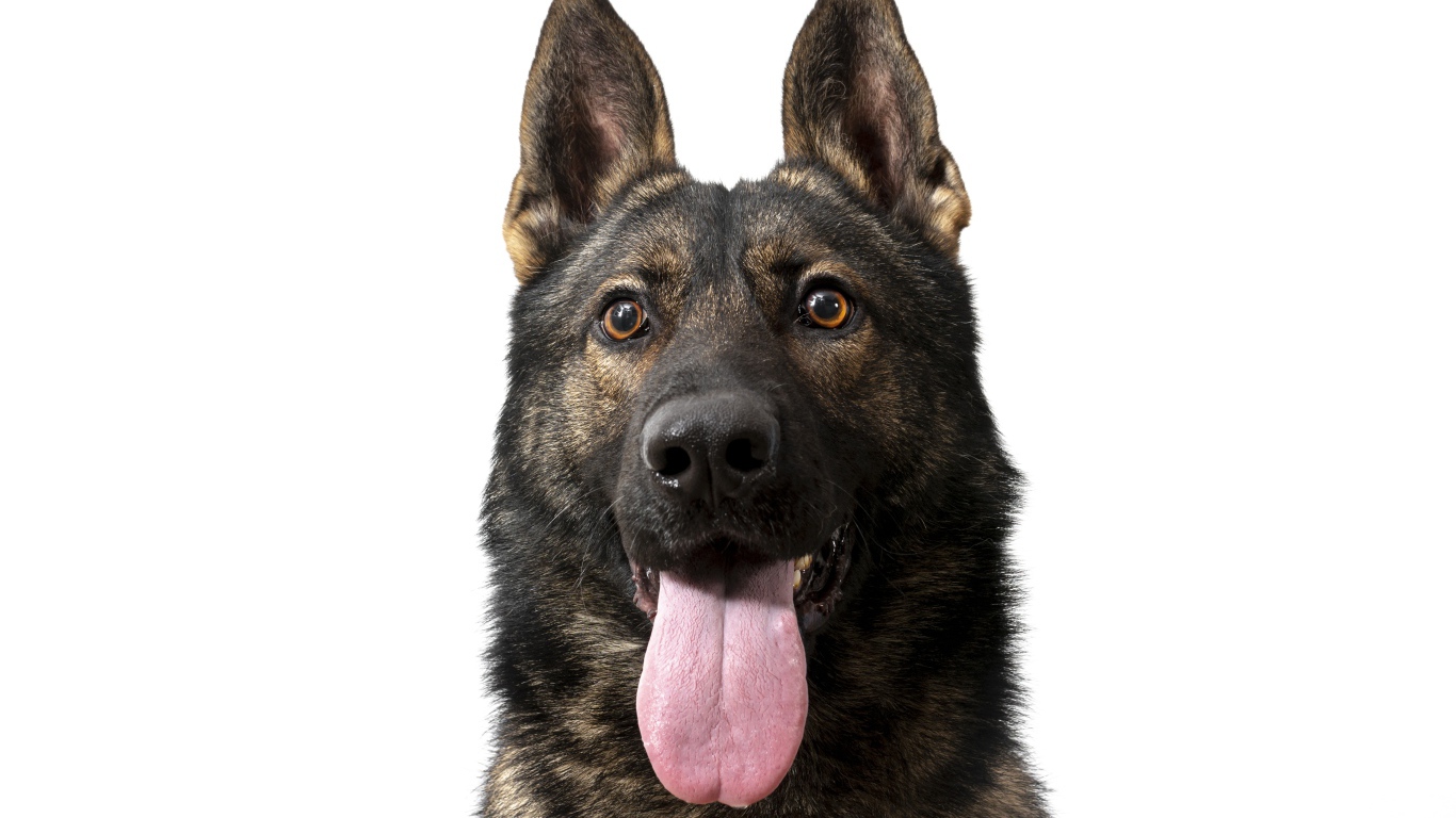 Немецкая овчарка  с высунутым языком