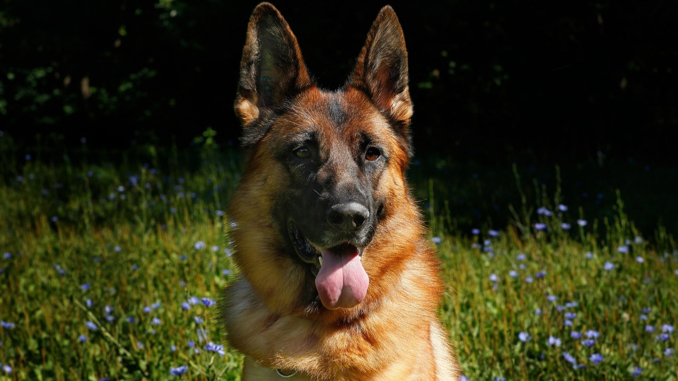 Немецкая овчарка с высунутым языком на зеленой траве