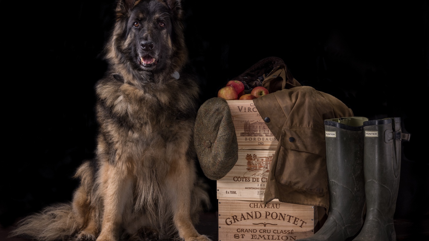 Немецкая овчарка на черном фоне охраняет вещи и ящики с яблоками