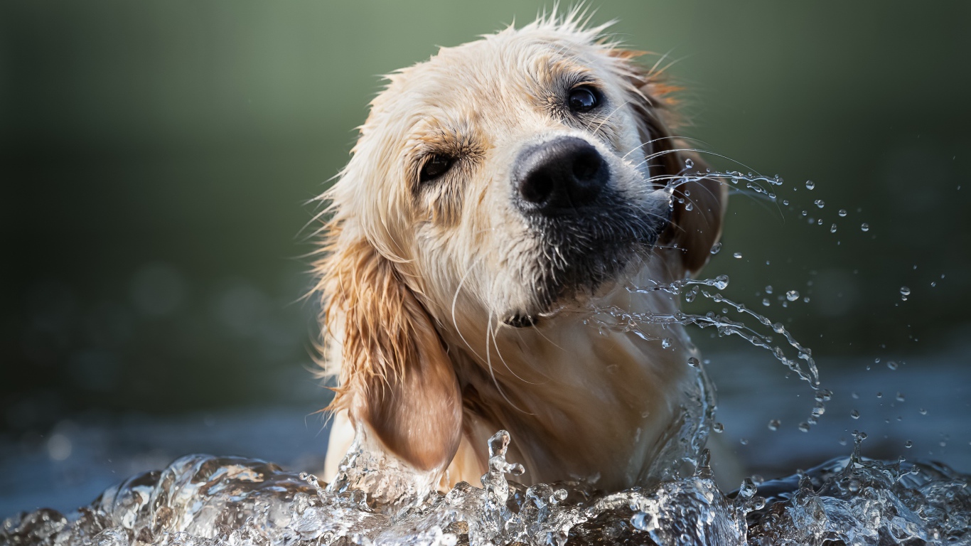Золотистый ретривер купается в воде 