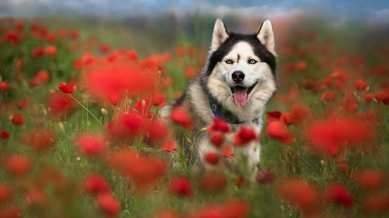 Хаски с высунутым языком сидит в цветах мака 