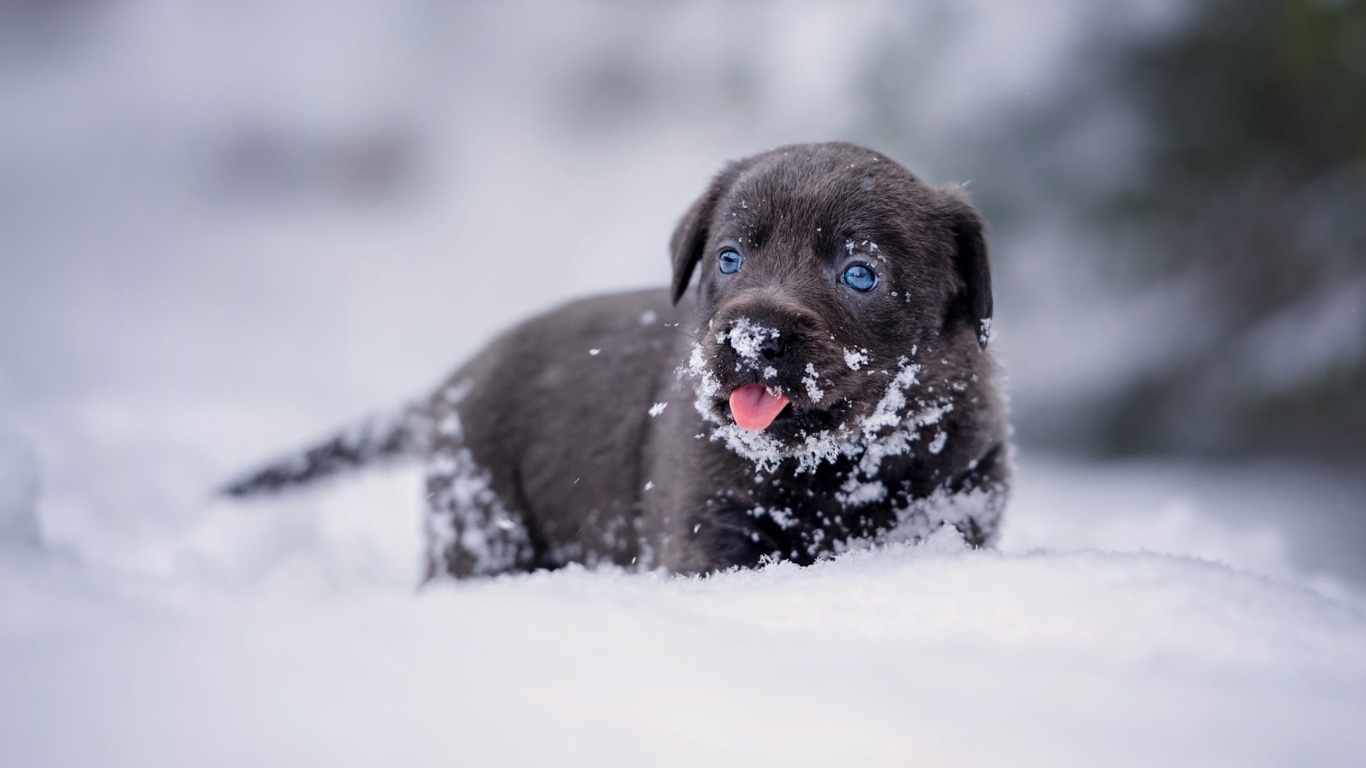 Маленький щенок лабрадора в снегу