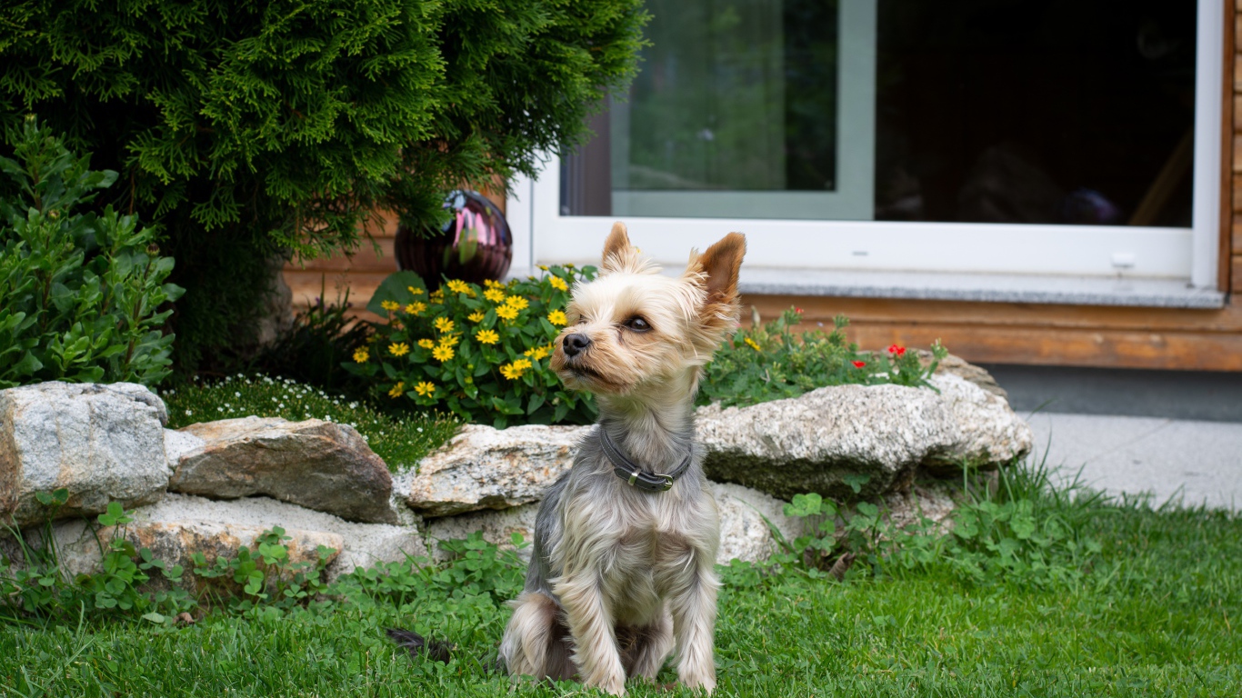 Маленький йоркширский терьер сидит на зеленой траве