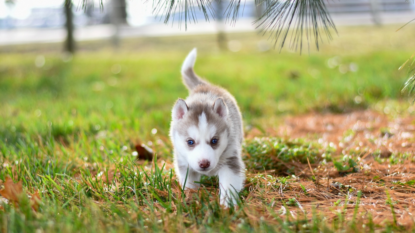 Маленький голубоглазый щенок хаски гуляет по зеленой траве