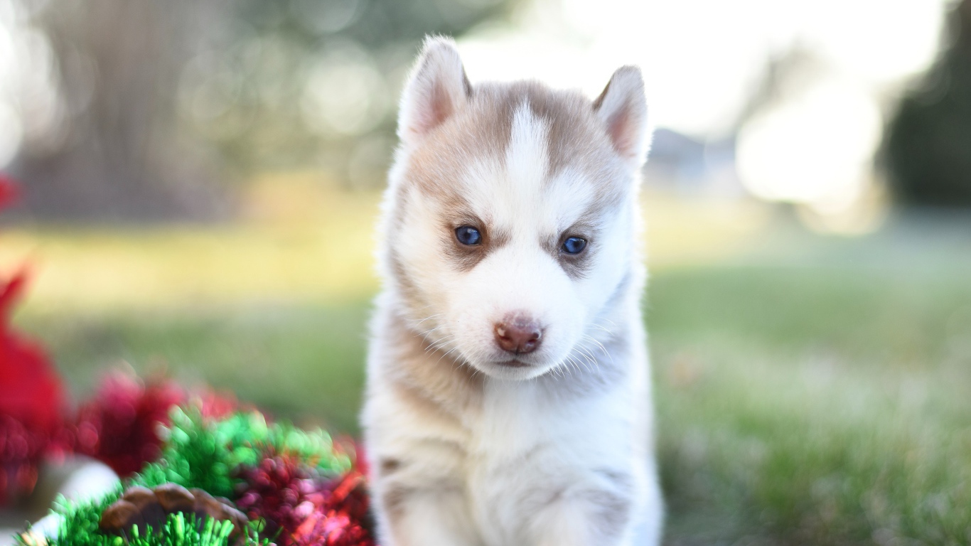 Маленький коричневый щенок хаски с мишурой на траве