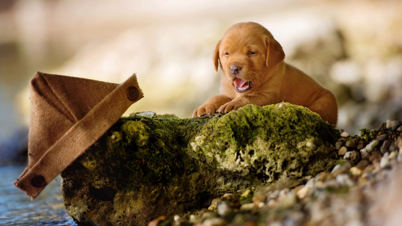 Маленький забавный щенок лабрадора на камне