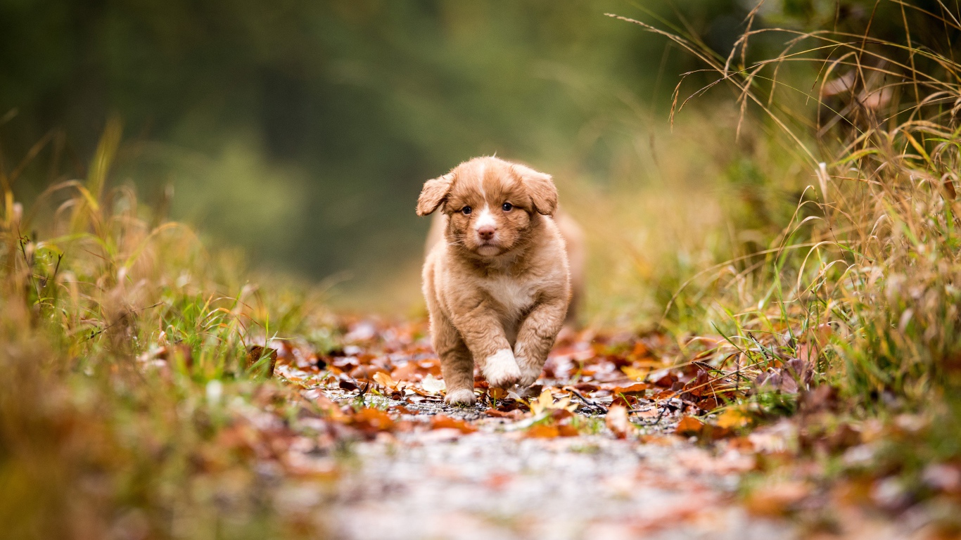 Маленький щенок бежит по дорожке  