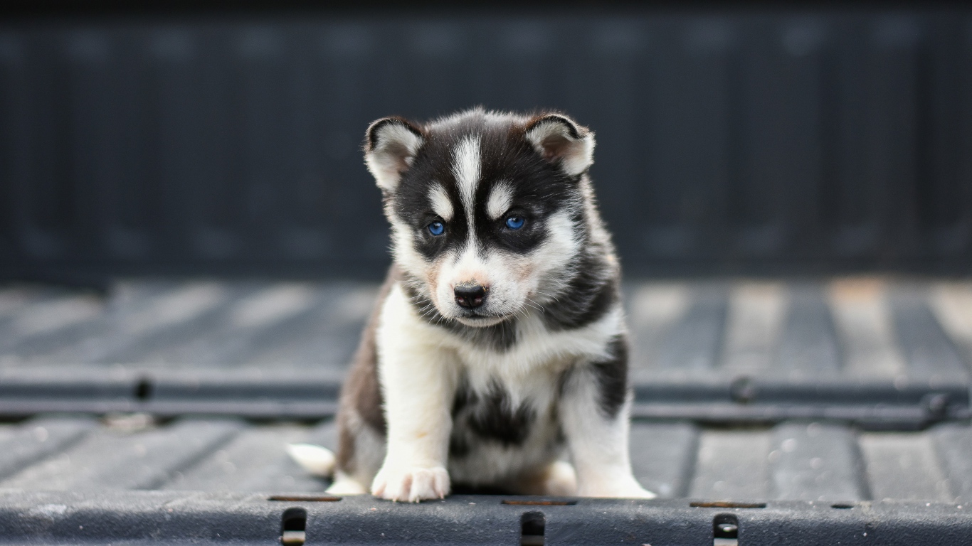 Маленький грустный голубоглазый щенок хаски 