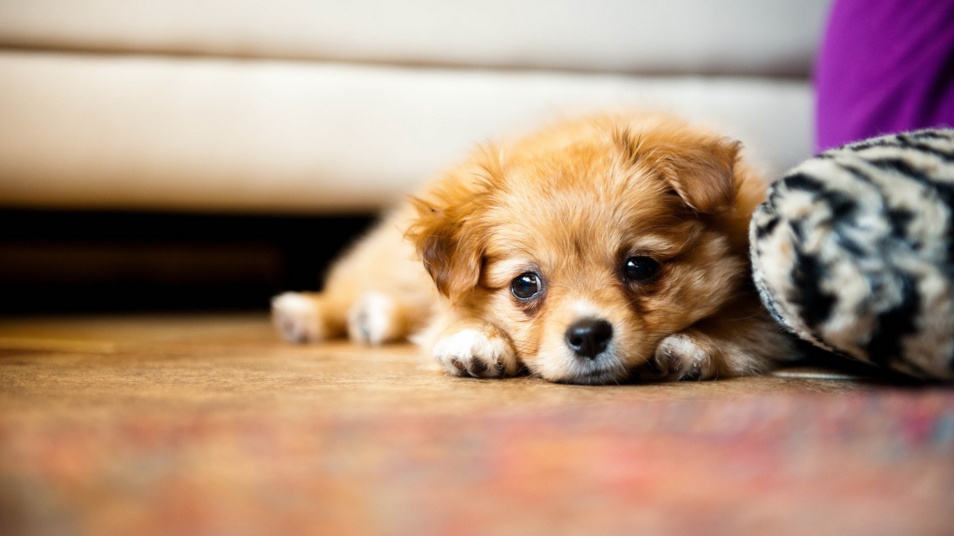 Little sad chihuahua puppy lies on the floor