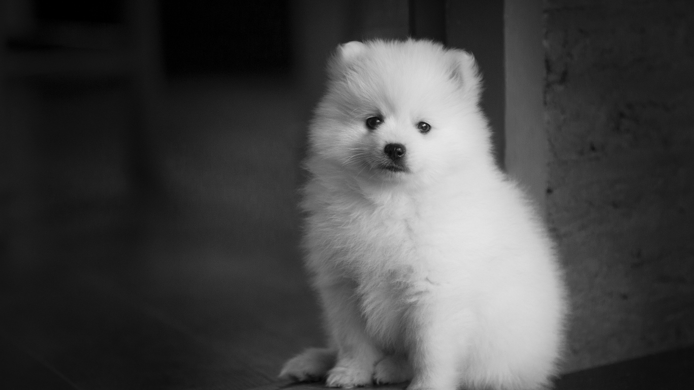 Маленький белый щенок шпица у двери 
