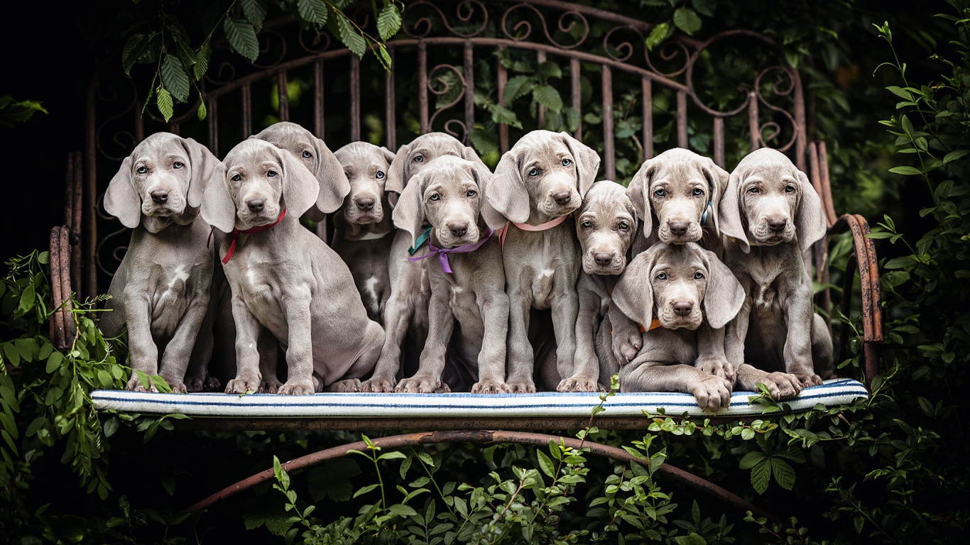 Много маленьких серых щенят породы Веймаранер сидят на лавке 