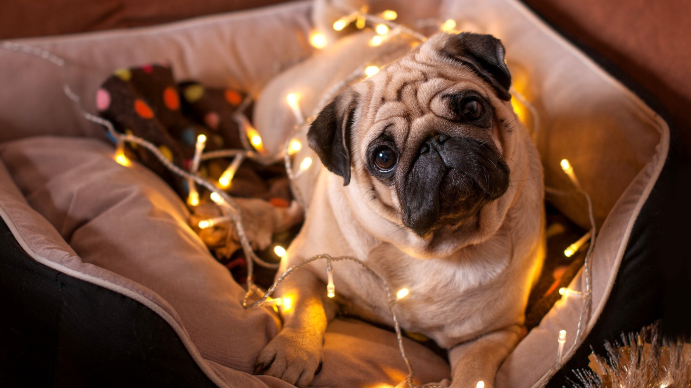 Мопс с гирляндой лежит на подушке 