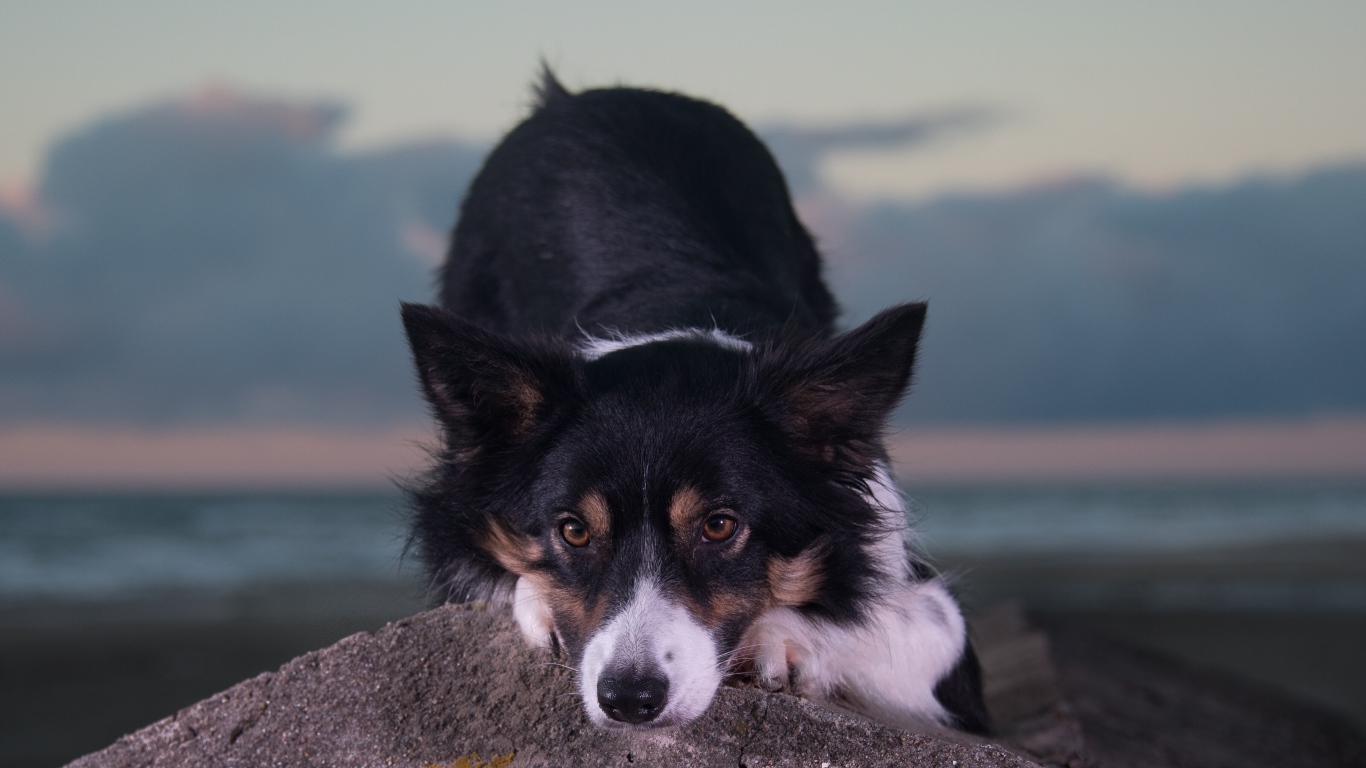 Породистая собака лежит на камне 