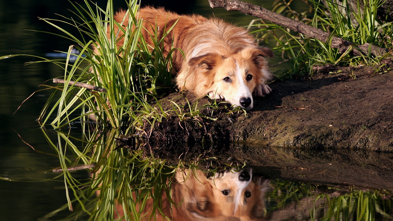 Sad ginger dog lies on the shore of the pond