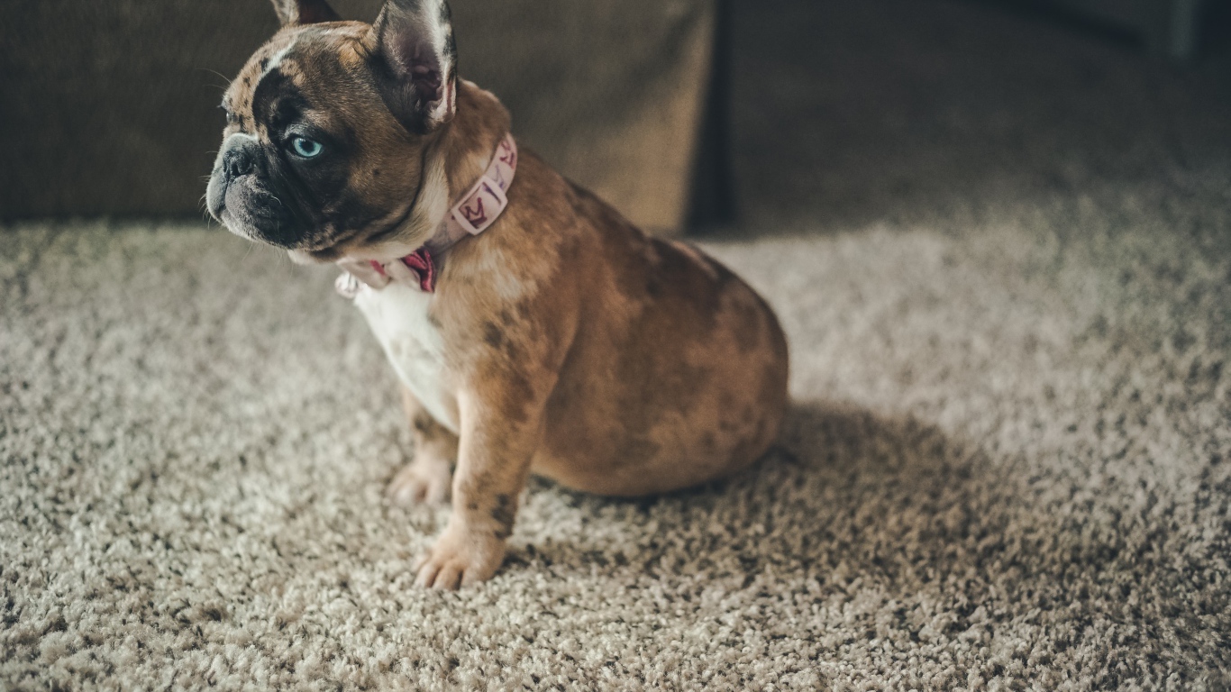 Маленький голубоглазый щенок французского бульдога 