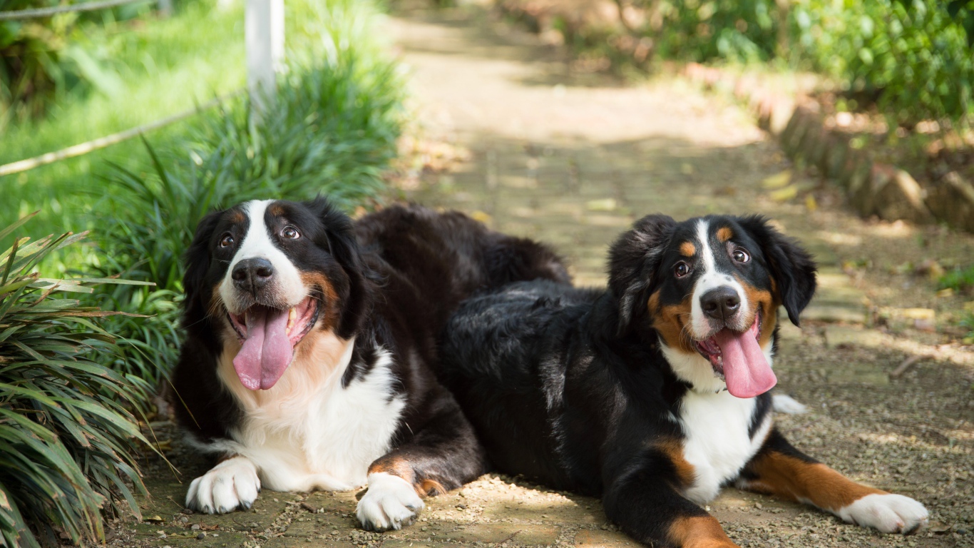 Две собаки породы Бернский зенненхунд с высунутым языком