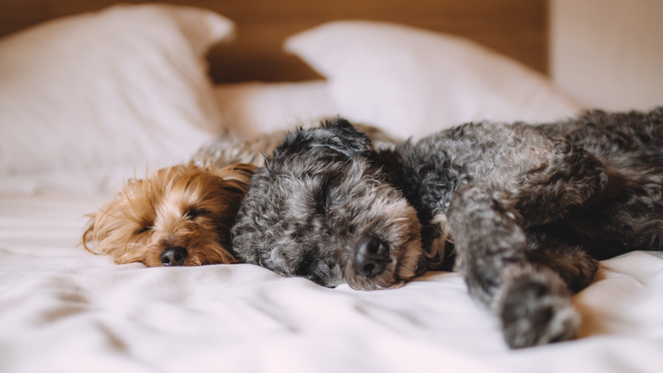 Две собаки спят на кровати 