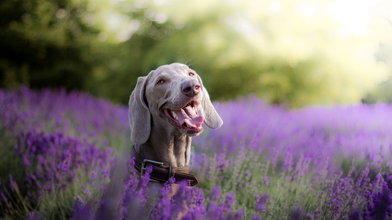 Собака породы Веймаранер с высунутым языком в цветах