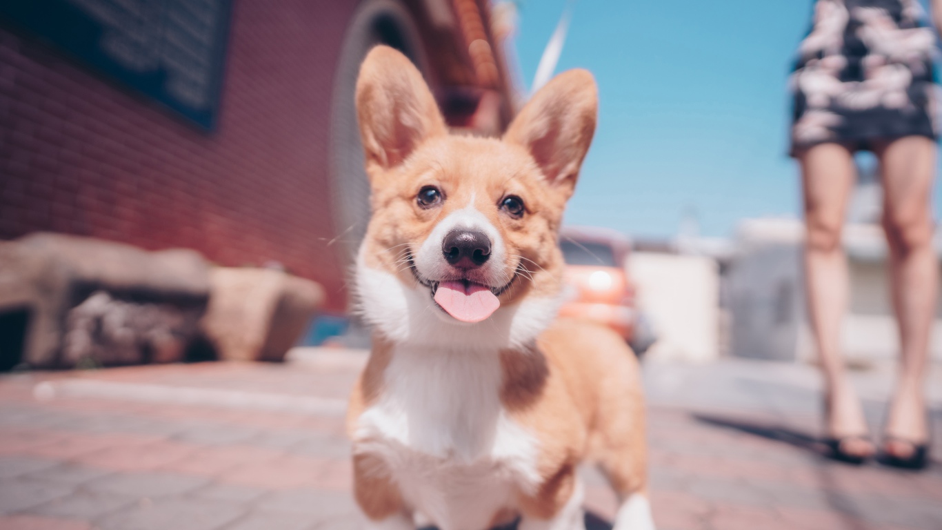 Смешной пес породы вельш-корги с высунутым языком