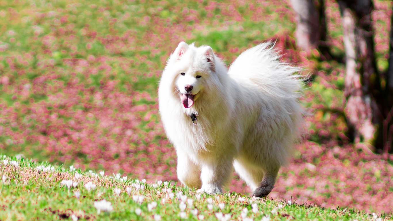 Белая самоедская собака с высунутым языком