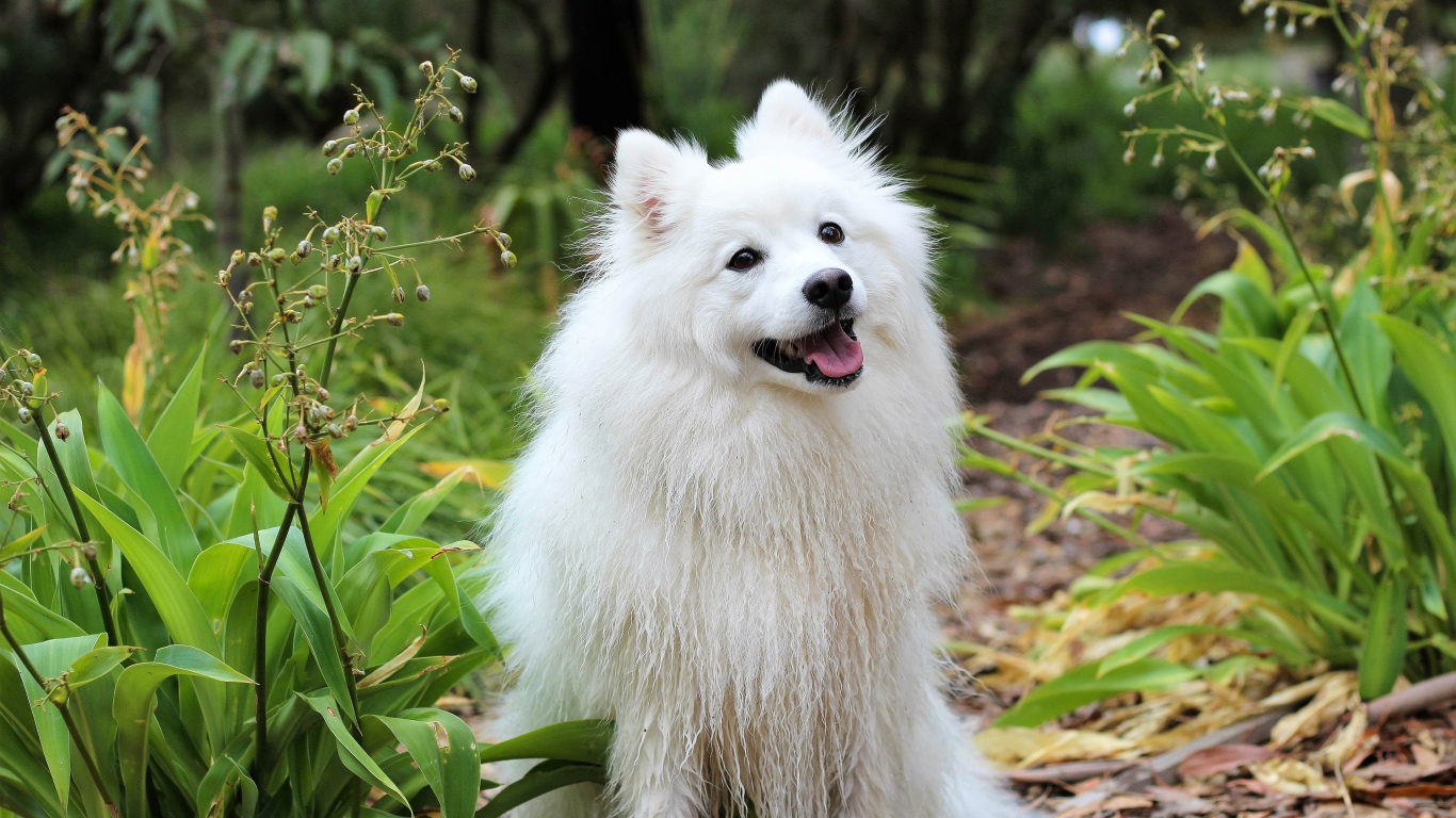 Белая собака породы шпиц с высунутым языком