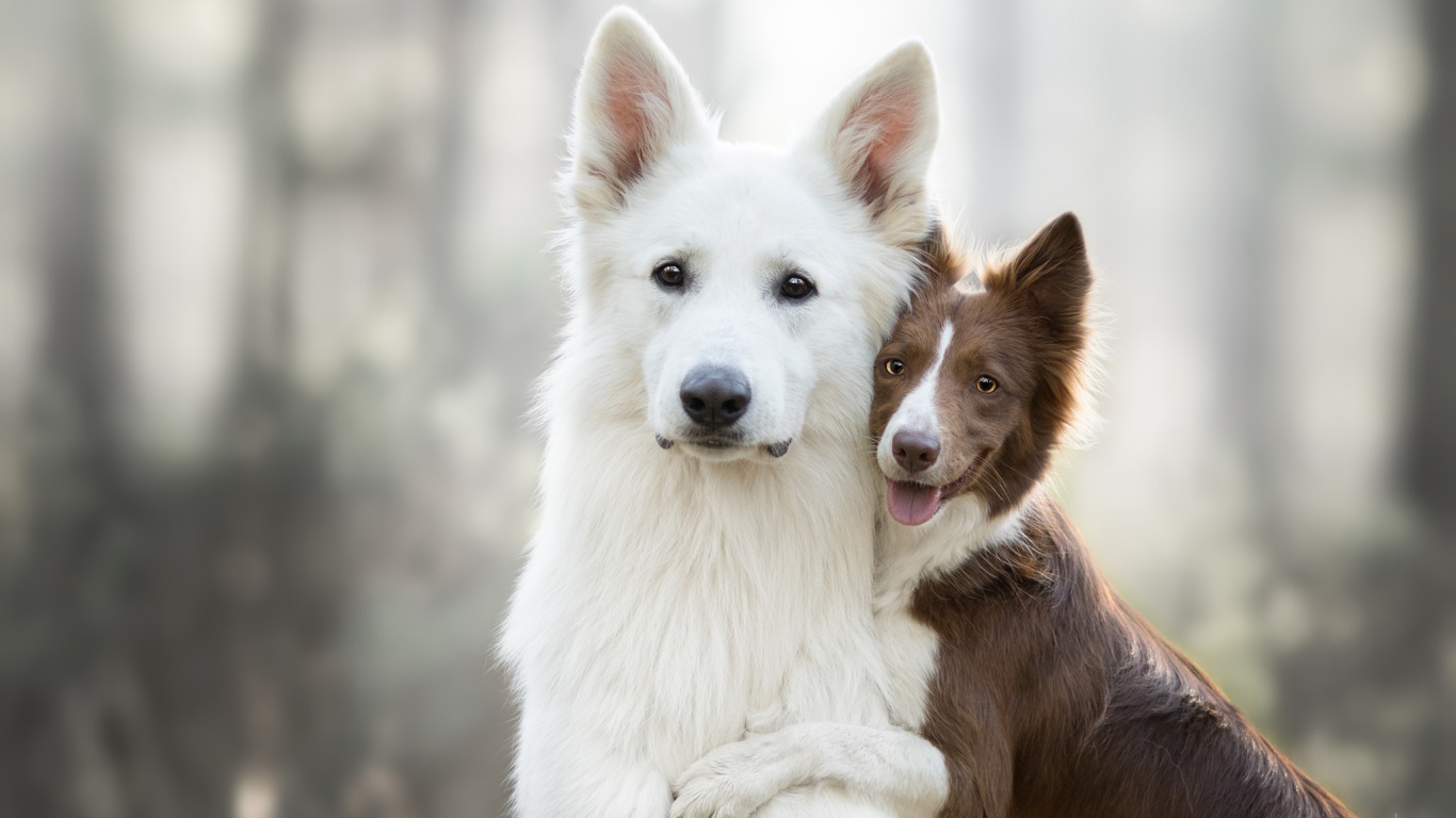 Белая швейцарская овчарка и бордер колли обнимаются 