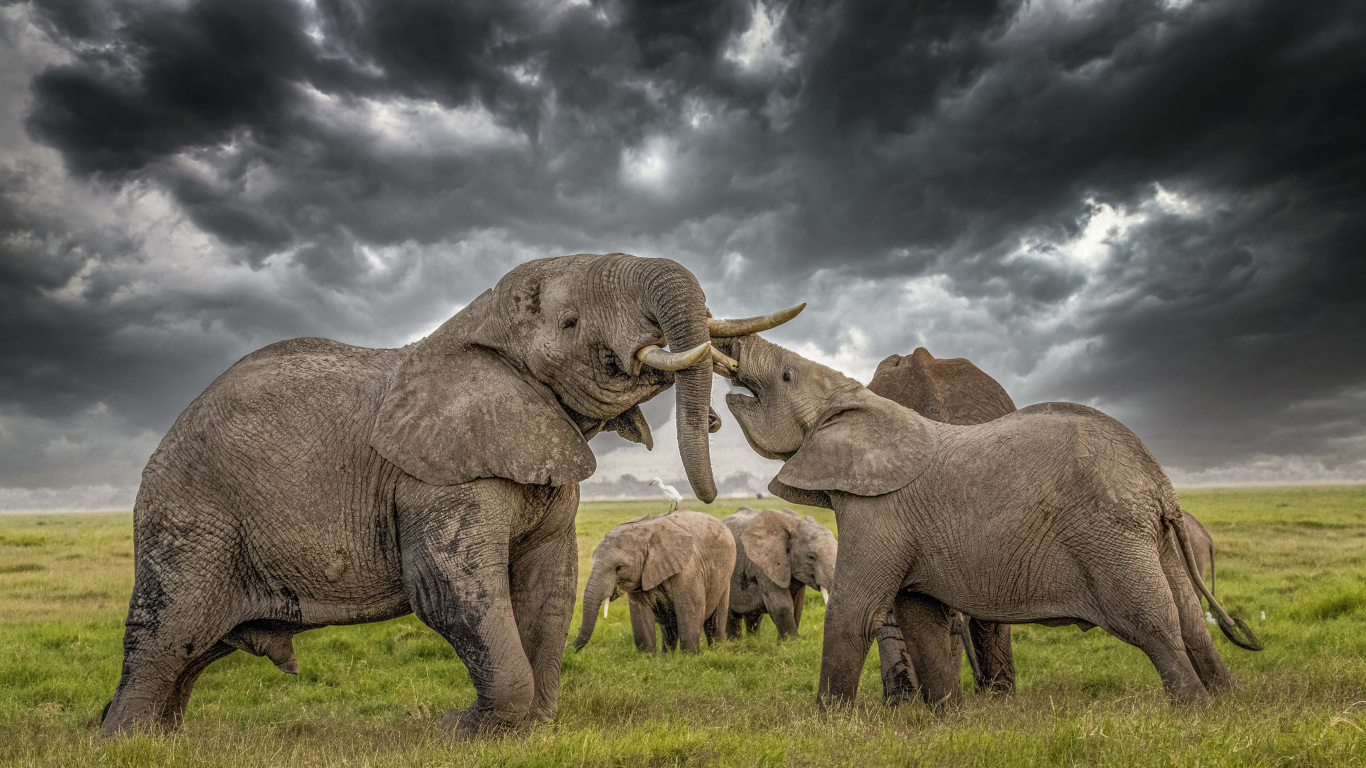 A herd of big elephants under a stormy sky