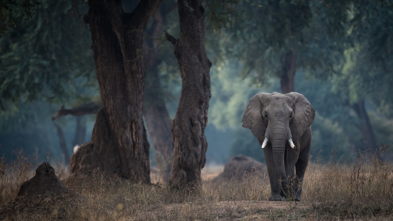 Большой серый слон идет у дерева