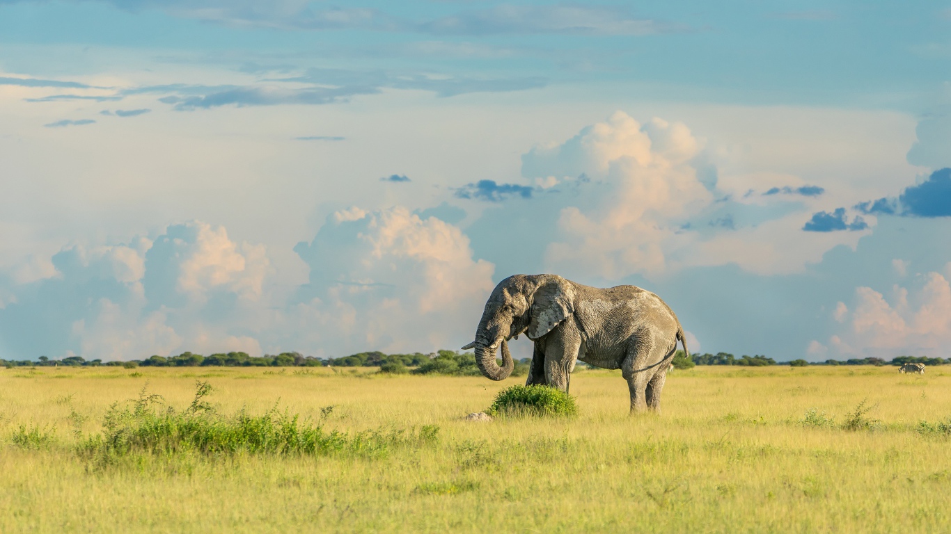 Большой серый слон идет по зеленой траве 