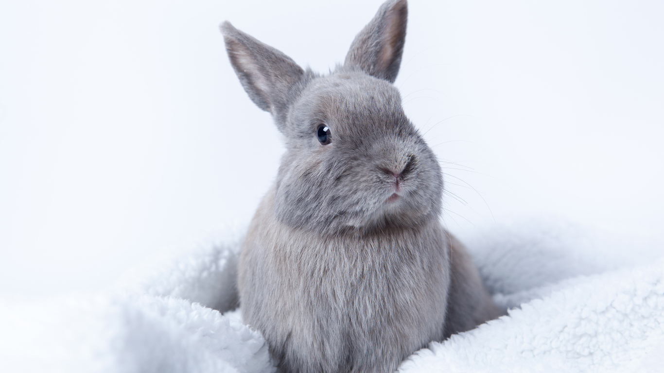 Серый декоративный кролик сидит на мягком покрывале