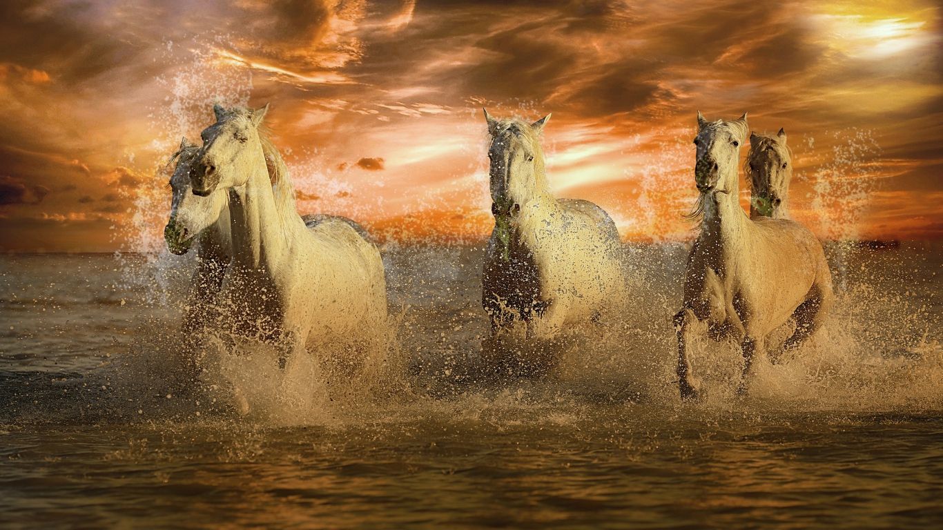 Стадо белых лошадей скачет по воде на закате