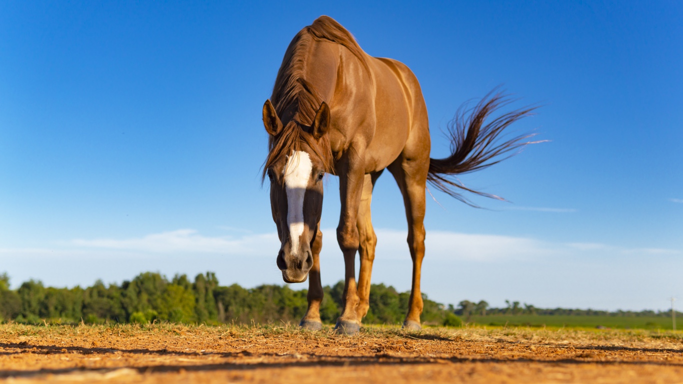 Красивая коричневая лошадь пасется 
