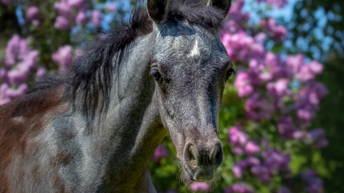 Красивая лошадь на фоне цветов крупным планом