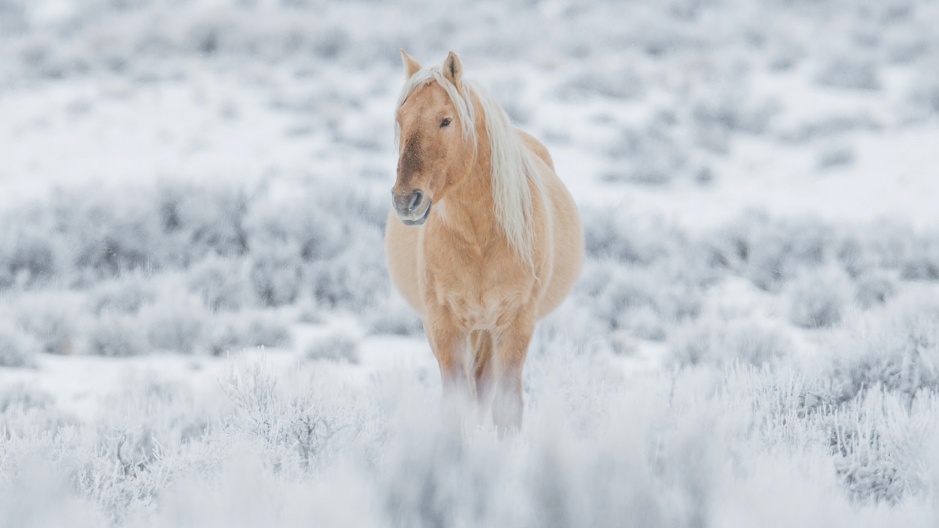 Большая коричневая лошадь идет по покрытой снегом траве