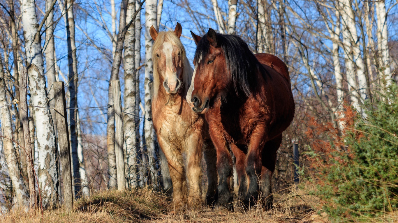 Две красивые лошади идут по березовой роще