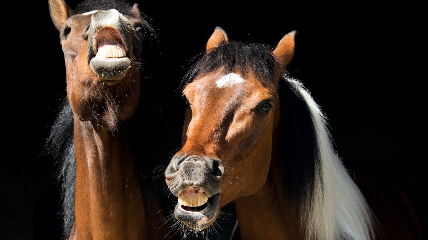Две ржущие лошади на черном фоне