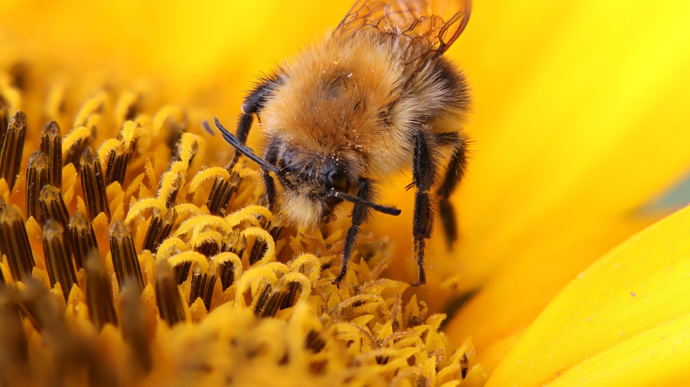Пчела собирает сладкий нектар на цветке подсолнуха