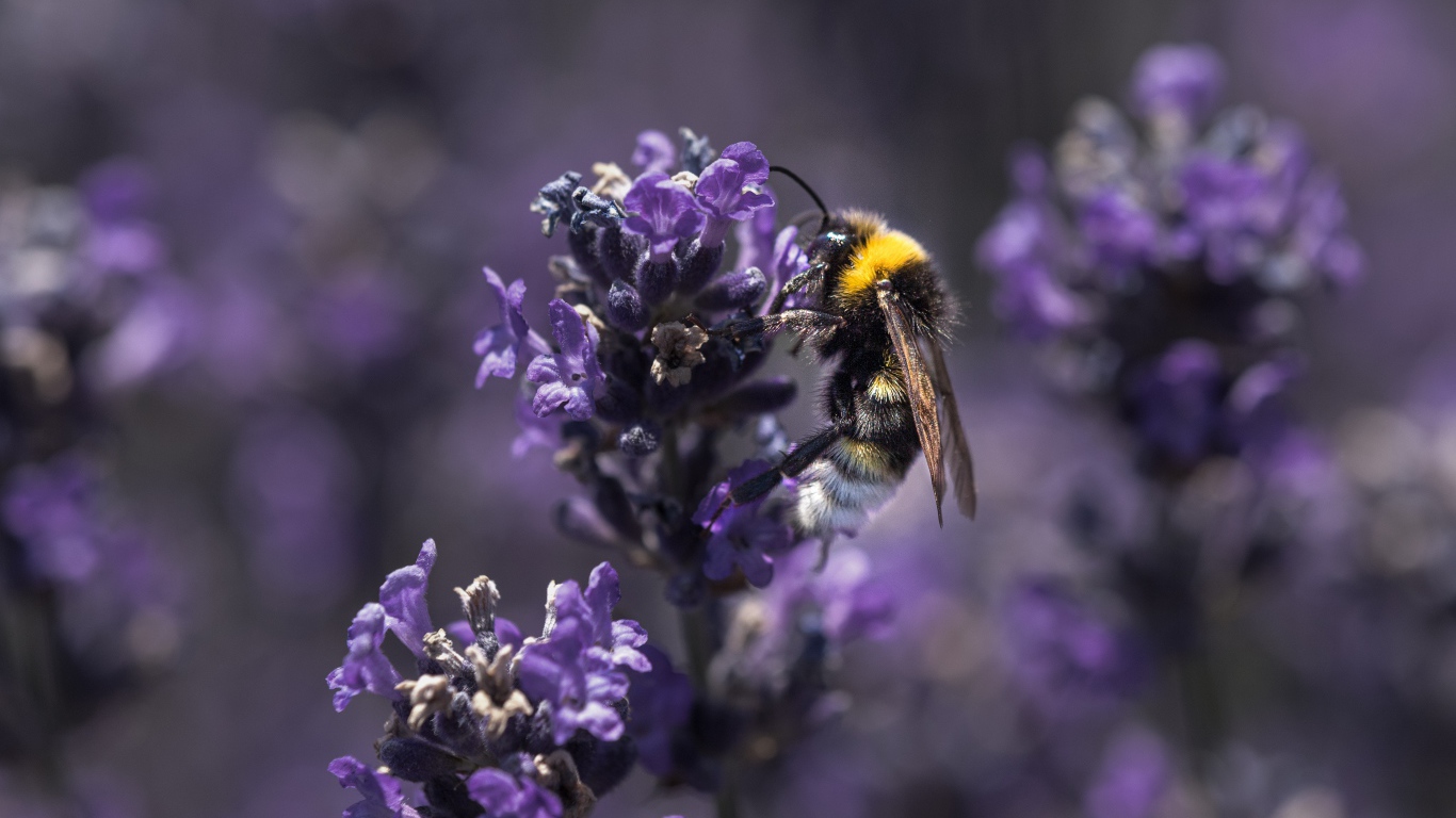 Пчела сидит на фиолетовом цветке лаванды 